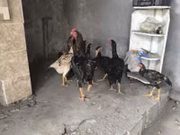 Chickens — புகைப்படம் 8