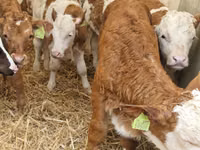 Rinder (Partie, Geschlecht nicht angegeben), Simmental cattle — Foto 3