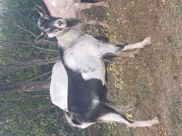 बकरा, Alpine goat
