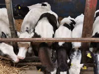 मवेशी (लॉट, लिंग निर्दिष्ट नहीं), Simmental cattle — फ़ोटो 4