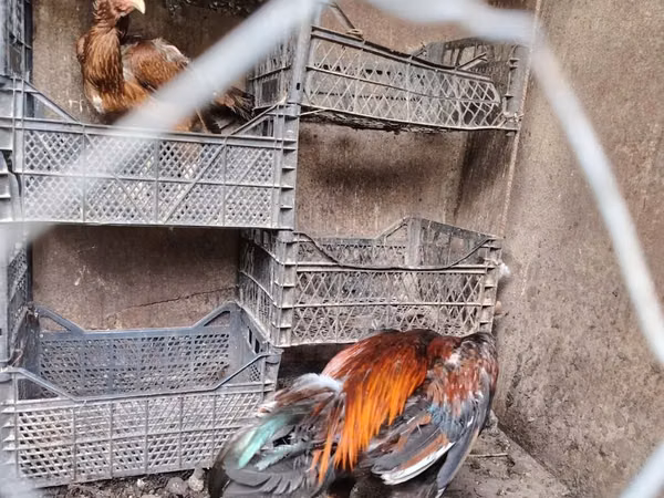 Chickens