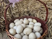 Ducks — الصورة 2