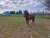 Kobyła, Hungarian horse breed — zdjęcie 3