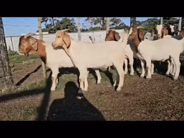 ماعز (دفعة، الجنس غير محدد), Boer goat