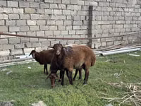 Ovce (šarže, pohlaví neuvedeno), Ovce — foto 3