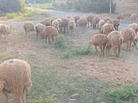 Moutons (lot, sexe non indiqué), Moutons — photo 1