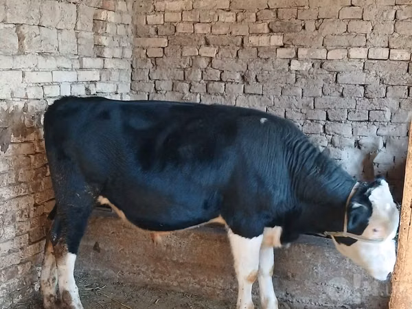 雄牛, Russian Black pied cattle