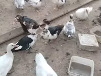 Ducks — zdjęcie 2