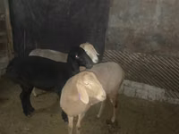 Oveja, Arashan sheep — foto 2