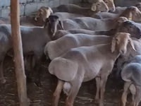 公羊, Sheep — 照片 1
