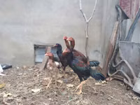 Chickens — photo 6