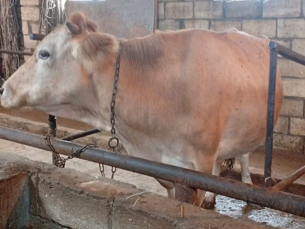 ძროხა, Simmental cattle