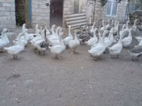 Geese — फ़ोटो 2