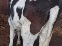 பசு, Russian Black pied cattle — புகைப்படம் 2