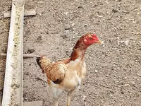 Chickens — foto 2