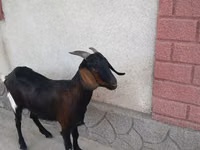 Goat, Nubian Goat — photo 3