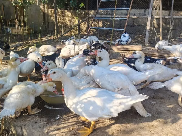 Ducks — Azerbaijão