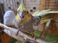 Nimfa (cockatiel) cütü və qəfəs dəsti - Növ: Nimfa (cockatiel) – sarı — foto 5