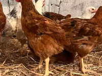 Chickens — Foto 2