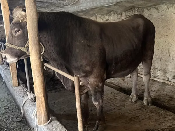 Bull, Cattle