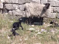ცხვარი, Romanov sheep — ფოტო 5