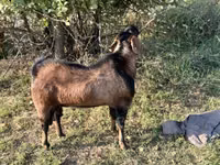 Cabra, Nubian Goat — foto 1