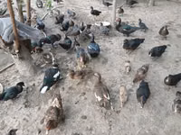 Ducks — Foto 5