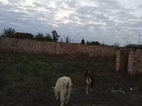 Keçi, Alpine goat — foto 5