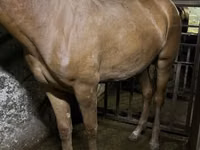 Yegua, Caballos — foto 3