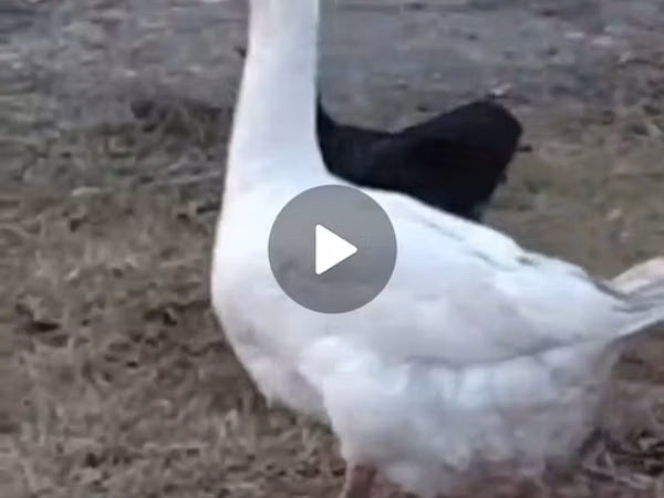 Geese