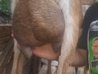 ஆண் வெள்ளாடு, Alpine goat — புகைப்படம் 5