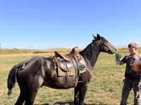 Cheval, Karachay horse — photo 4
