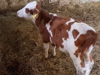 ხარი, Simmental cattle — ფოტო 1