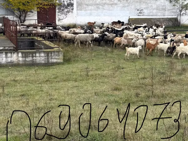 Koza, Kozy