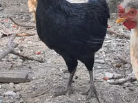 Chickens — Foto 2