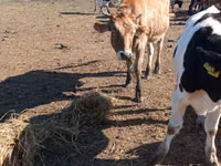 Vaca, Simmental cattle — foto 3