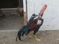 Chickens — zdjęcie 3