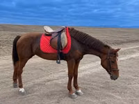 母马, Horses — 照片 1
