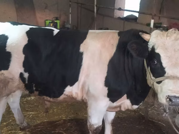 Buqa, Russian Black pied cattle
