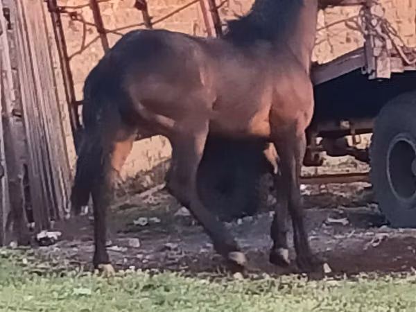 Pferde (Partie, Geschlecht nicht angegeben), Horse breed