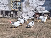 Chickens — الصورة 2