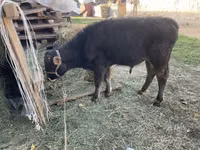 காளை, மாடுகள் — புகைப்படம் 5