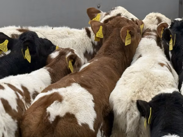 Skot (série, pohlaví neuvedeno), Simmental cattle
