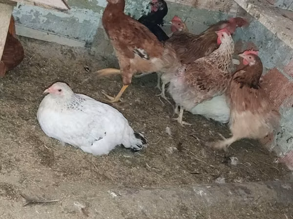 Chickens
