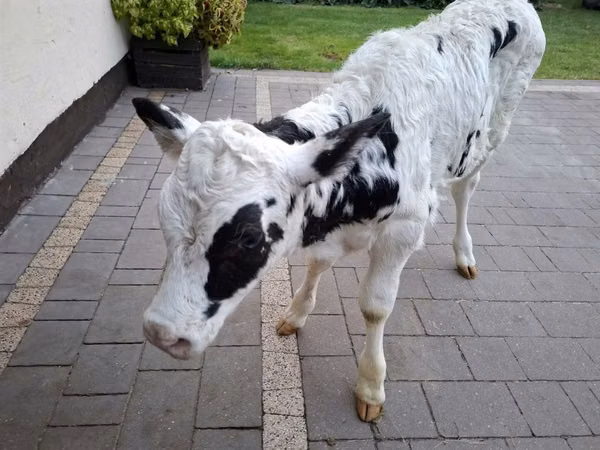 Krava, Russian Black pied cattle