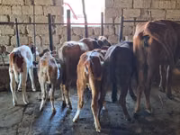 Buğa, Simmental cattle — foto 3