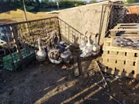 Geese — الصورة 4