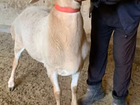 Carneiro, Arashan sheep — foto 2