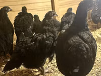Australian Pit Game fowl — Foto 5