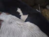 Boğa, Simmental cattle — foto 2